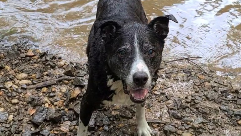 Easy Fetch